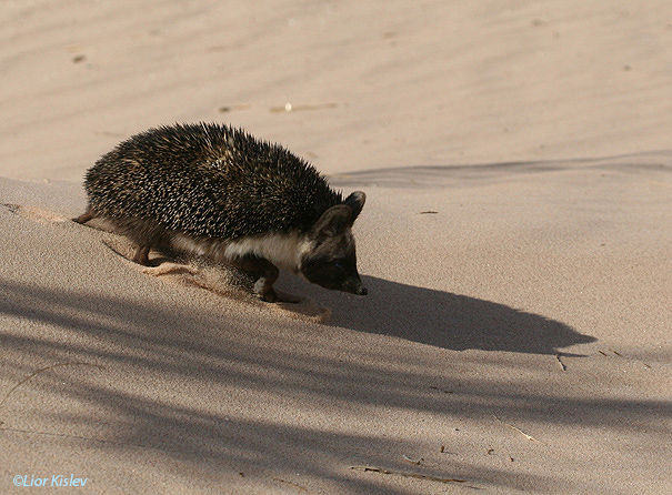 קיפוד מדברDesert Hedgehog                                          Paraechinus aethiopicus pectoralis    לוטן,הערבה אפריל 2006